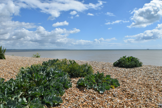 3 Bedroom, close to beach, golf course, littlestone, romney marsh, garden, 2 bathrooms, golf course views, sleeps 6, kent holiday home, new romney, cottage
